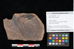 Foto (Objekt + Etikett) von Myrica lignitum Unger (NHMW-GEO-2024-0188-0658)